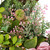 Peony Mixed Floral Half Spring Wreath - 28" - Pink - IMAGE 4