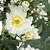 Fern and Eucalyptus Floral Spring Wreath - 24" - IMAGE 5