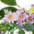 Daisy and Mixed Foliage Floral Spring Garland - 5' - Purple - IMAGE 4