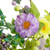 Daisy and Mixed Foliage Floral Spring Garland - 5' - Purple - IMAGE 5