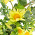 Lemon and Daisy Springtime Half Wreath - 22" - Yellow - IMAGE 4