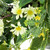 Mixed Foliage and Daisy Spring Wreath - 20" - IMAGE 4