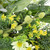 Mixed Foliage and Daisy Spring Wreath - 20" - IMAGE 6