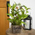 Artificial Olive Plant in Rustic Pot with Handles - 14" - IMAGE 2