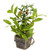 Artificial Olive Plant in Rustic Pot with Handles - 14" - IMAGE 6