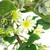 Mixed Foliage and Daisy Spring Garland - 5' - IMAGE 5