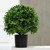 16" Artificial Potted Boxwood Topiary Ball - IMAGE 2
