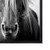 Wild Horse Framed Canvas Wall Art - 24" x 32" - Black - IMAGE 3