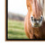 Framed Wild Horse Canvas Wall Art - 32" x 24" - Brown and Black - IMAGE 3