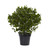 28" Artificial Peperomia Outdoor Plant in Black Pot - IMAGE 1
