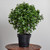 28" Artificial Peperomia Outdoor Plant in Black Pot - IMAGE 2