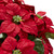 21" Red Poinsettia Silk Christmas Artificial Floral Arrangement with Planter - IMAGE 2