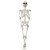 36" White Realistic Hanging Skeleton Halloween Prop - IMAGE 1