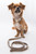 64" Gold Handwoven Striped Chhuray Leash and Collar Set - Medium - IMAGE 4