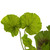 Geranium Artificial Floral Spray - 19" - White and Pink - IMAGE 5