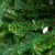 Real Touch™️ Two-Tone River Deer Pine Full Artificial Christmas Tree - 6.5' - Unlit - IMAGE 6