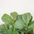 Potted Artificial Fiddle Leaf Fig Tree in Black Pot - 6' - IMAGE 4