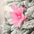 Glittered Feather Poinsettia Artificial Christmas Pick - 13.75" - Pink - IMAGE 2