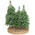 Icy Downswept Pine Trio of Trees Christmas Decoration - 8" - Unlit - IMAGE 5