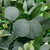 Silver Dollar and Seeded Eucalyptus Artificial Christmas Garland - 10' x 15" - Unlit - IMAGE 5