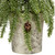 Icy Pine Mini Christmas Tree with Pine Cones in Faux Birch Wood Pot - 12" - Unlit - IMAGE 6