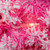 Pre-Lit Flocked Pine Artificial  Christmas Wreath - 24" - Pink - Clear Lights - IMAGE 5