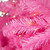 Pre-Lit Medium Pine Artificial Christmas Tree - 6' - Pink - Clear Lights