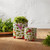Variegated Foliage Half Orb Artificial Christmas Bushes - 6.5" - Set of 2 - IMAGE 2