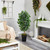 5' Ficus Artificial Tree in Black Planter - IMAGE 2