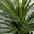 3.5' Artificial Agave Potted Plant - IMAGE 3
