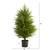 Norfolk Island Pine Artificial Potted Christmas Tree - 3.25' - Unlit - IMAGE 4