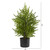 Norfolk Island Pine Artificial Potted Christmas Tree - 2' - Unlit - IMAGE 3