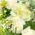 Hydrangea and Ranunculus Artificial Floral Eucalyptus Wreath - 23" - Cream and Green - IMAGE 6