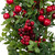 Red Berry and Boxwood Small Artificial Christmas Wreath - 20" - Unlit - IMAGE 6