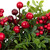 Red Berry and Boxwood Small Artificial Christmas Wreath - 20" - Unlit