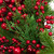 Cedar, Pine and Red Berries Artificial Christmas Wreath - 28" - Unlit