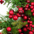 Cedar, Pine and Red Berries Artificial Christmas Wreath - 28" - Unlit