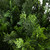 Artificial Cedar Bush Outdoor Potted Plant - 5' - Green - IMAGE 5