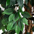 Potted Artificial Ficus Tree - 10' - IMAGE 6