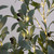Pre-Lit Fruiting Olive Artificial Tree - 5' - Warm White LED Lights - IMAGE 6