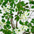 Artificial Dogwood Potted Tree - 6' - Green and White - IMAGE 6