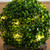 Pre-Lit Boxwood Ball Topiary Outdoor Artificial Plant in Planter - 18"
