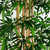 Bamboo Artificial Potted Tree - 9' - Green