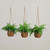 Boston Fern Artificial Hanging Plants with Wicker Basket - 11" - Green - Set of 3