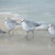 Shorebirds on the Sand Framed Wall Art - 22.5" X 32.5" - IMAGE 4