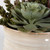 Echeveria and Sedum Tabletop Artificial Succulent - 10" - Green - IMAGE 4