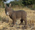20.5" Standing Donkey Looking Left Outdoor Garden Statue - IMAGE 3