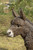 20.5" Standing Donkey Looking Left Outdoor Garden Statue