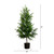 Norfolk Pine Potted Artificial Christmas Tree - 5’ - Unlit - IMAGE 4