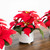 Poinsettia Christmas Artificial Floral Arrangements - 9" - Set of 3 - IMAGE 4